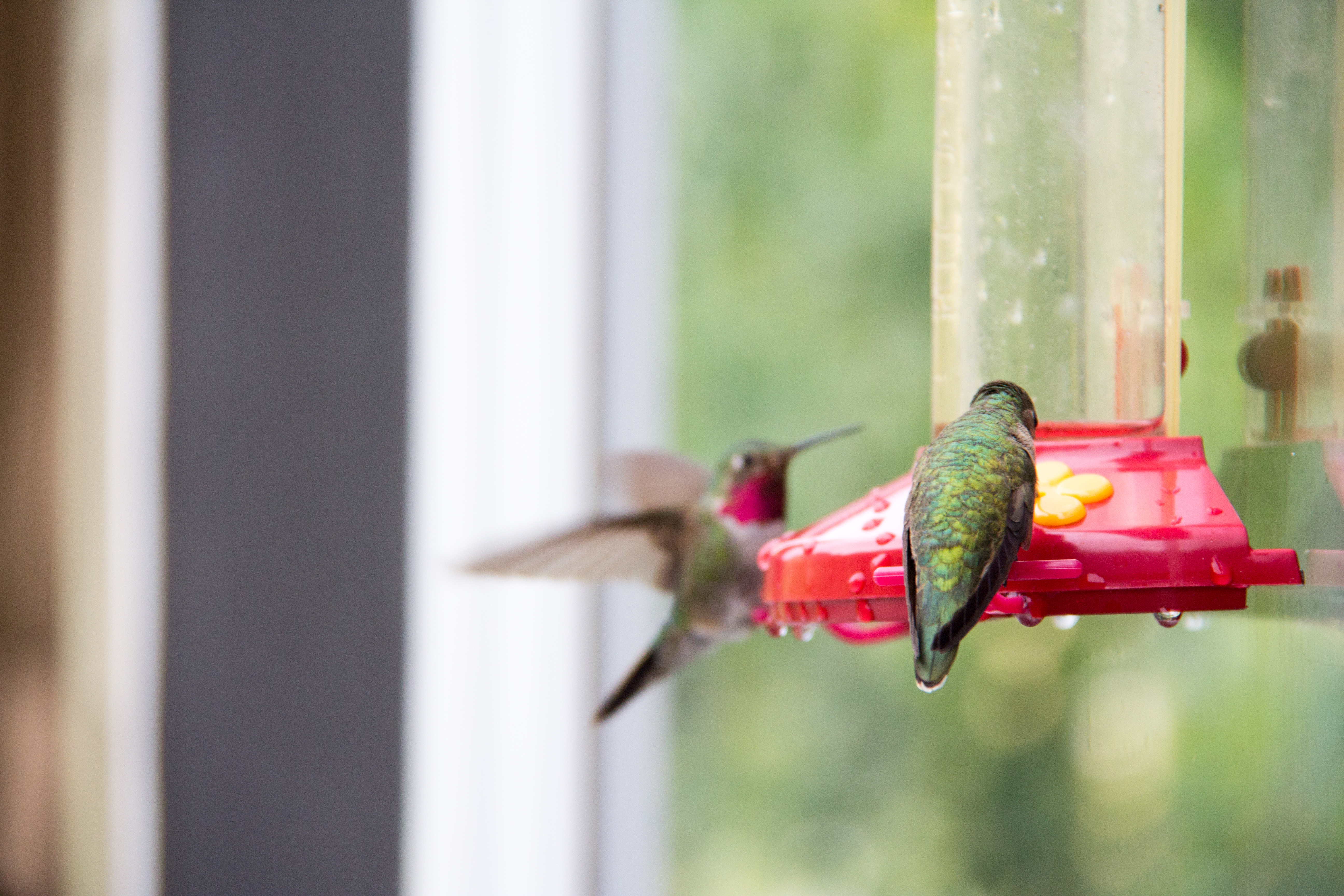 two humming birds at feeder, photo credit Ashography