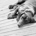 A sweet little dauchshund lays resting on the wooden decking