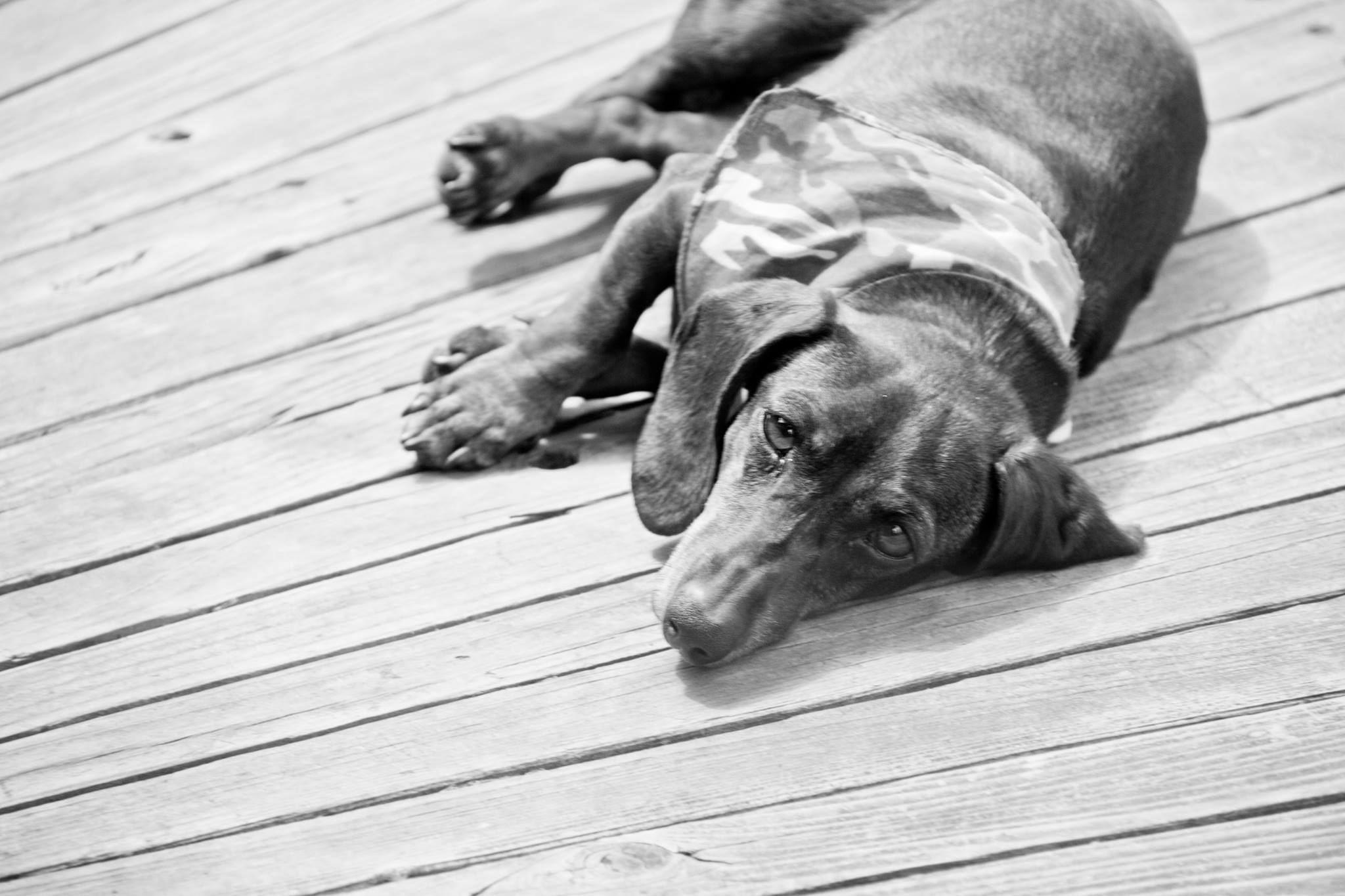 A sweet little dauchshund lays resting on the wooden decking