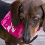 A dark chocolate brown dauchshund weaing a pink camo bandana stares off to the side