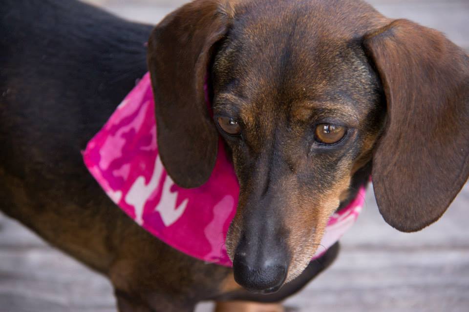 A dark chocolate brown dauchshund weaing a pink camo bandana stares off to the side