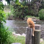 A curious orange cat sits on wooden posts overlooking the flowing river