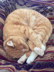 orange tabby cat curled up sleeping