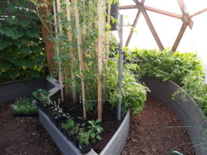 green vegetables in the green house