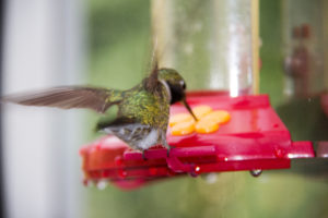 green humming bird at red feeder