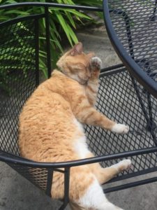 orange tabby cat lying on patio furniture
