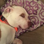 A sleeping white and brown dog rests his head on gray pillow with a purple paisley design