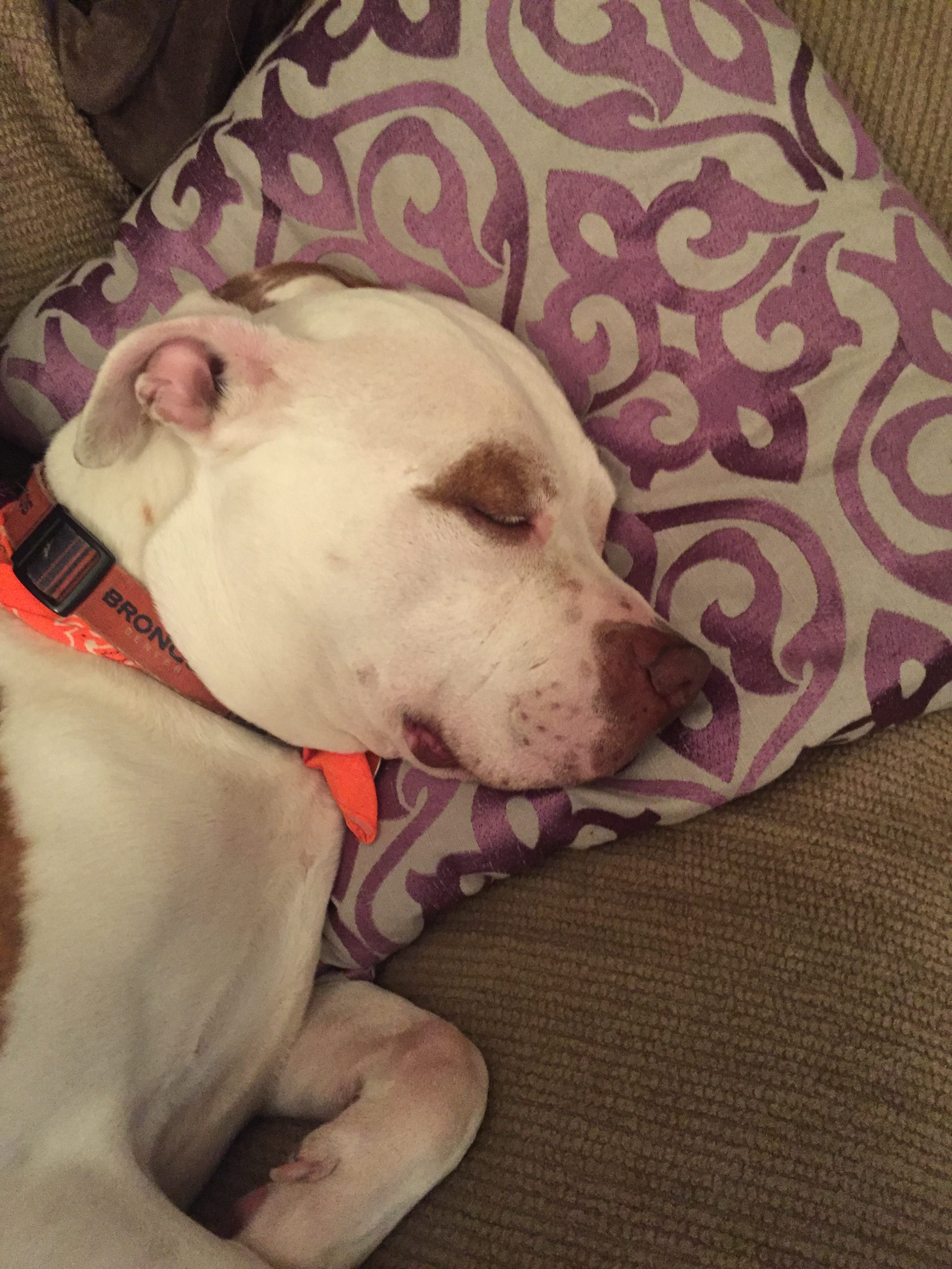A sleeping white and brown dog rests his head on gray pillow with a purple paisley design