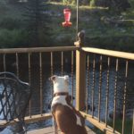 A brown and white dog watches the river flow below him from his seat on the railed porch