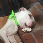 A brown dog with white head, rests his head on the cool red brick step and falls asleep