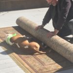 A brown and white sleeping dog lays on a rug while his owner tries to roll it up