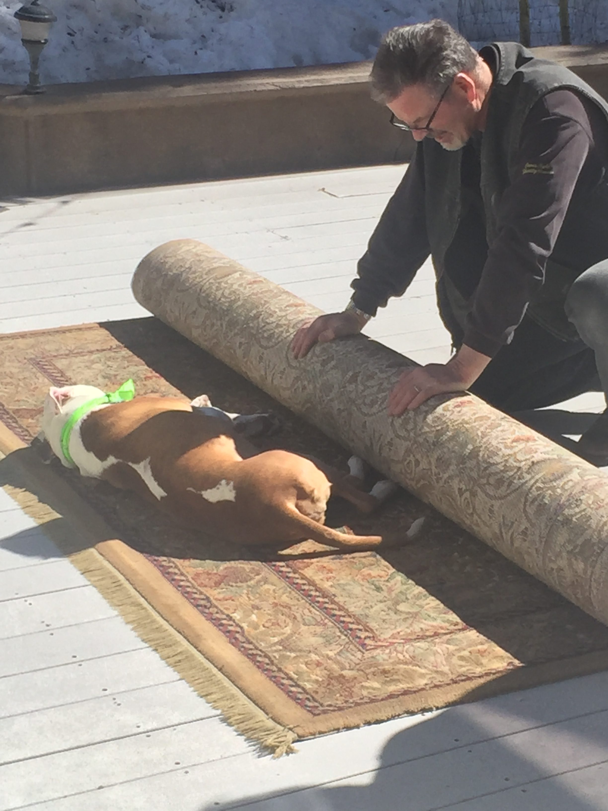 A brown and white sleeping dog lays on a rug while his owner tries to roll it up