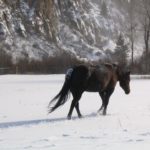 A dark brown horse trods through a blanket of snow with the frosted trres and cliffs in the distance