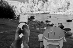 Dog staring out over the river