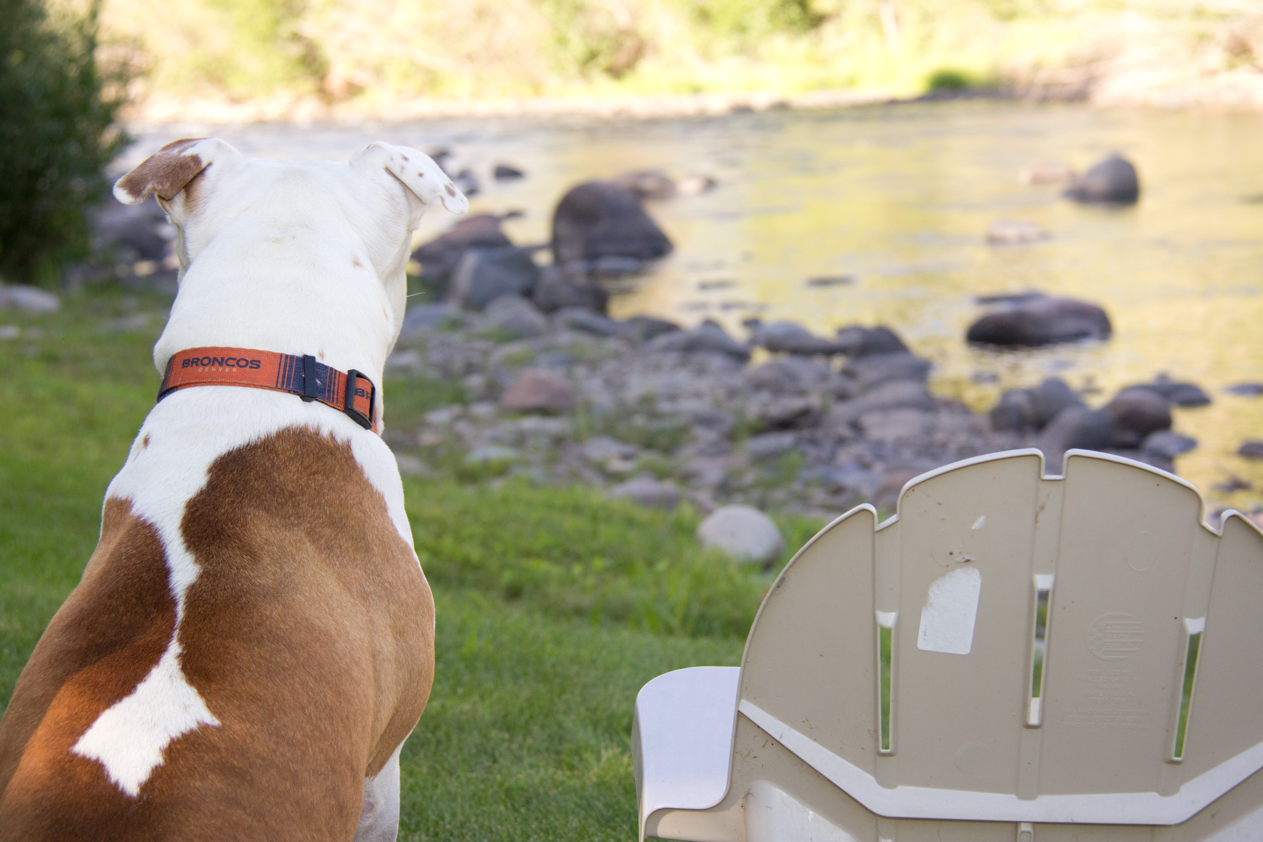 A brown and white dog stands stoicly next to an empty chair, overlooking the rocky riverbank ahead