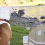 A brown and white dog stands stoicly next to an empty chair, overlooking the rocky riverbank ahead