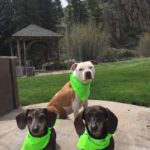 A pit bull and two dauchshunds all wearing green bandanas are sitting on the ground with arbor in background