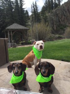 pit bull and two weenie dogs in green bandanas