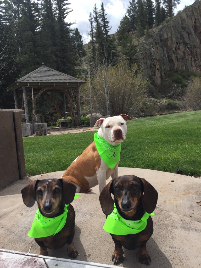 A pit bull and two dauchshunds all wearing green bandanas are sitting on the ground with arbor in background