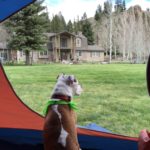 A brown and white dog sits inside an open tent staring out over the property to the house